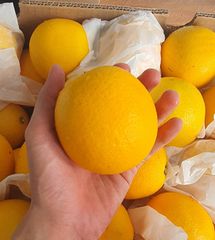 Premium Quality Oranges Valencia & Navel Organic Yes Texture Juicy Flavor Vibrant Origin South Africa Shelf Life Extended During Transport - Image 5