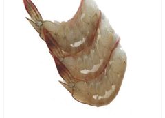 Frozen Vannamei Shrimp Supplier & Exporter India | HOSO, HLSO, PD, PUD | IQF & Block Frozen Seafood - Image 2