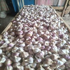 New Season White Garlic Fresh and Normal Available in Wholesale Cheap Price - For Sale – product photo 1, product detail gallery