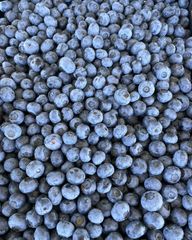 Quality FRESH and FROZEN Blueberries for sale!! CLASS 1 Export Quality Fresh and Frozen Blueberries from South Africa – product photo 5, product detail gallery