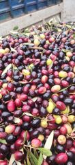 Extra Virgin Olive Oil – Discover the authentic richness of our premium Extra Virgin Olive Oil – product photo 2, product detail gallery