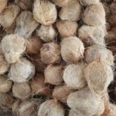 Fresh Coconut Semi Husked Indonesia Origin - Image 1