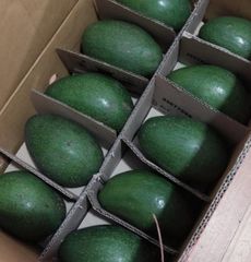Pameling Avocado - Image 2