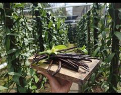 Dried Vanilla Beans (Planifolia) Gourmet / Grade A - Image 2
