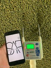 Green Mung bean Premium Quality - Image 2