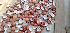 Dried Coconut Copra - Image 1