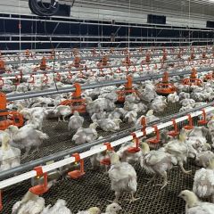 China Made Customizable Broiler Flat Rearing Equipment Offers Reliable Quality Competitive Price and Smart Farming Features for Large-Scale Poultry Farm Plant - Image 2