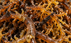 Eucheuma Cottonii Seaweed – Standard, Premium & Bleached Grade – product photo 1, product detail gallery