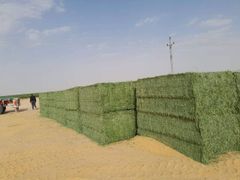 Premium Egyptian Alfalfa Hay Bales - Image 1
