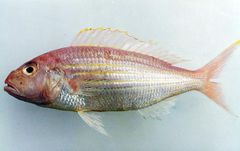 Premium Quality Frozen Indonesia Threadfin Bream – Wild Caught & Custom Processed for Export - Image 1