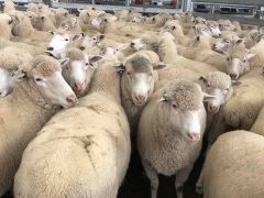 Merino Sheep Weight (kg) 4.5 Place of Origin South Africa Meat Yield Per Sheep Just Over 6 Kg Dominant Breed Merino And Merino Derivates - Image 1