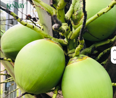 Premium Organic Young Green Coconut with Husk from Ben Tre Vietnam Tropical Fruit Fresh Sweet Coconut Water Wholesale KZ - Image 1