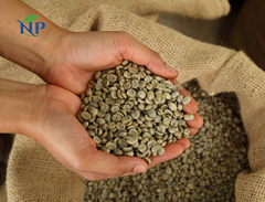 Robusta Coffee scr16 ( 6,30 mm)-Clean - Image 1
