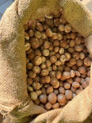 Betel nuts - Image 1
