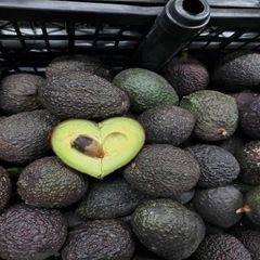 Organic Fresh Avocado, Premium Grade, Nutrient-Rich Fruit, Perfect for Cooking & Healthy Eating - Image 3