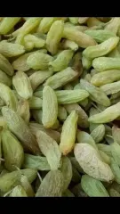 Green Raisins (shondankhani) - Ahmad Zai Yasser LTD