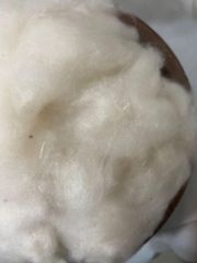 Super Fine Kapok Fiber (Ready Stock 40MT) - Image 2