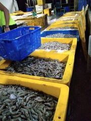 Fresh Shrimp from Lampung Indonesia - Image 2