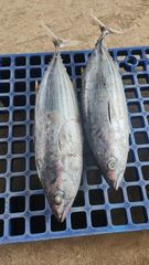 SKIPJACK TUNA Grade A Sea Frozen Place of Origin - Image 4