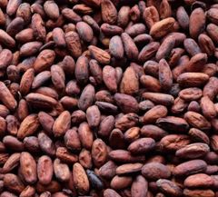 100% Cacao Beans Seeds and Cocoa Premium Quality Natural Cocoa West Africa Cocoa Beans Wholesale Suppliers and Manufacturers. – product photo 1, product detail gallery