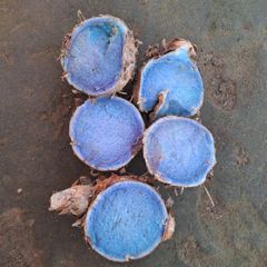 Black Turmeric/ Blue Turmeric/ Curcuma Caesia/ kali haldi - Image 1