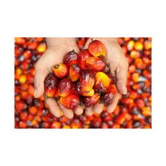  100 % Pure Palm Oil Refined palm Cooking Oil Food Oil Ukraine Cheap Price Wholesale – product photo 3, product detail gallery