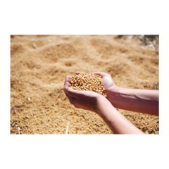 Brazilian Soybean Meal Animal Feed frozenchickenexports.com - Image 3