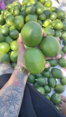 Meyer Lemon - Image 1