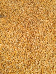 Maize Corn – product photo 4, product detail gallery