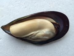 frozen cooked mussel with half shell Style FROZEN Weight (kg) 1 Address China Packaging Bulk Content MUSSEL Ingredients - Image 4