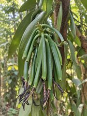 Vanilla Beans Planifolia Grade A - Image 3