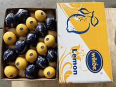 Fresh Anyue Lemon from Sichuan China – Premium Fresh Yellow Lemon - Image 2