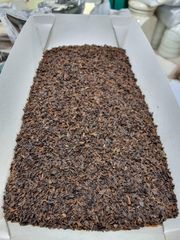 Black Tea - Image 1