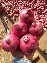 Red Onion – product photo 1, product detail gallery