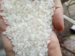 JAPONICA RICE 3% BROKEN ROUND GRAIN RICE BIG SIZE VIETNAM ORIGIN GOOD QUALITYREASONABLE PRICE Riz Arroz whatsap 0084 989 322 607 – product photo 2, product detail gallery