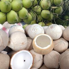 Golden Tropic Vietnamese Coconut - Image 4