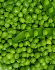 Dried PIGEON PEAS Export Quality | High-Quality Dried Pigeon Peas 1kg to 10kg Wholesale Supply - Image 4