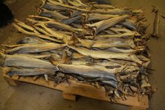Quality Grade A Dried StockFish for sale / Frozen Stock Fish/DRIED STOCK FISH FOR SALE. DRIED STOCK FISG COD /NORWAGIAN – product photo 4, product detail gallery