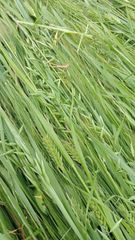 Barley, oat, ryegrass, corn silage Place of Origin Europe Packaging Roll wrapped bales - Image 2