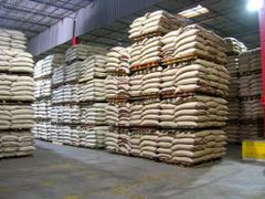 We supply premium quality Kenyan Macadamia Nuts with Shell and Without Shell for export. Our macadamia nuts are naturally grown, carefully selected, and processed to meet international export standards. They are rich in healthy oils, fresh in taste, and ideal for roasting, snacking, confectionery, and food processing industries. Available in bulk quantities with competitive CIF export prices to your preferred destination port. - Image 5
