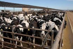 Pregnant Dairy Cattle/ Holstein Heifer Cows for sale - Image 5