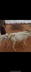 Goats, sheep, - Image 3