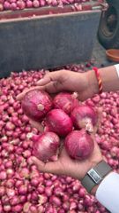 onion - Image 1