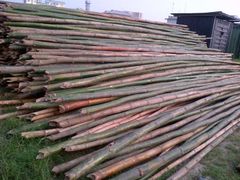 BAMBOO TREE STAKES - Image 1