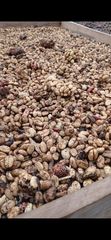 Greenbeans Wild Luwak Arabica Gayo - Aceh Indonesia – product photo 4, product detail gallery