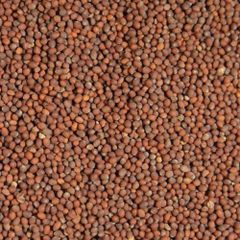 Brown Mustard Seeds - Image 2