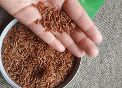 Hot Product! Wholesale Brown Rice Natural aroma good for health Soft and sticky brown rice Used for cooking for children, dieters... – product photo 2, product detail gallery