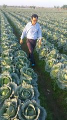 Agritec Fresh Cabbage: Crisp, Naturally Grown, and Vitamin-Rich – product photo 2, product detail gallery