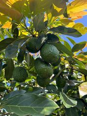 Premium Fresh Kenyan Avocado – Export Quality | 4kg Box - Image 1