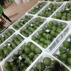 Premium Fresh Kenyan Avocado – Export Quality | 4kg Box - Image 2